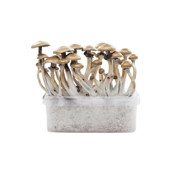 PureMycelia™ Grow Kit