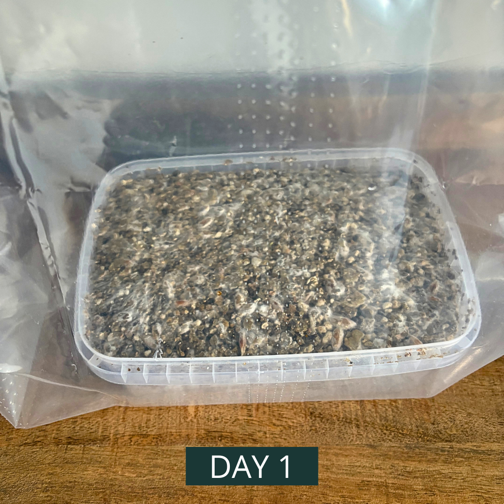 PureMycelia™ Grow Kit - Image 2