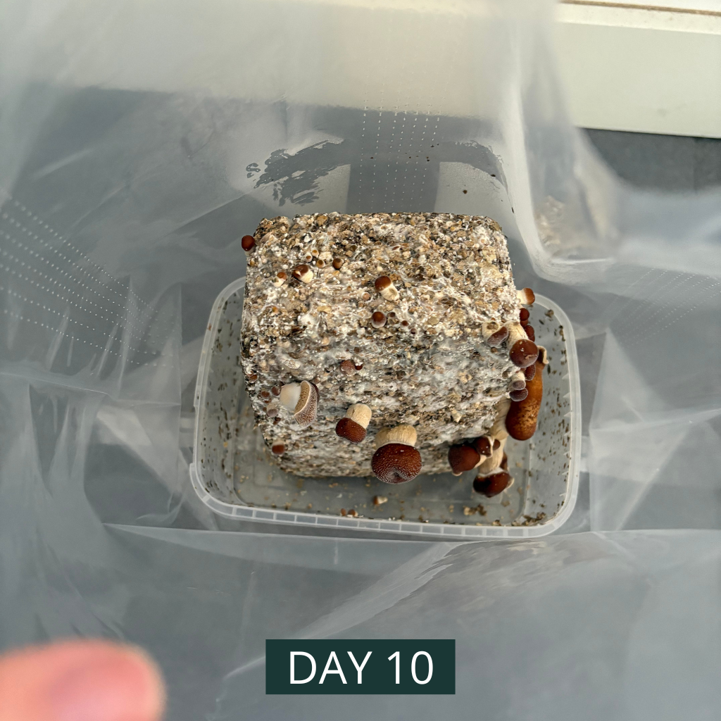 PureMycelia™ Grow Kit - Image 3