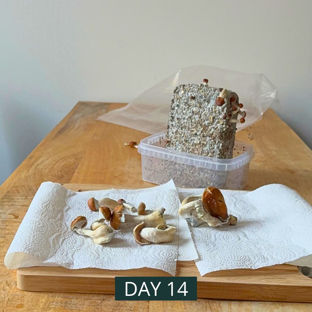 PureMycelia™ Grow Kit - Image 4
